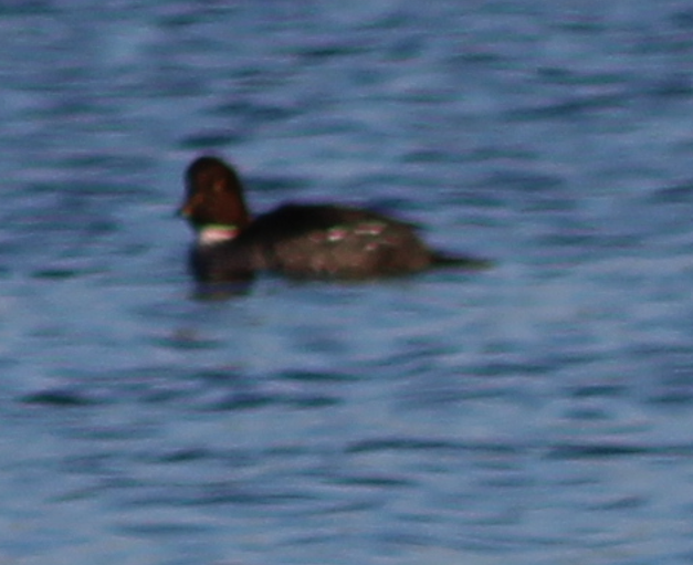Common Goldeneye - ML647367367
