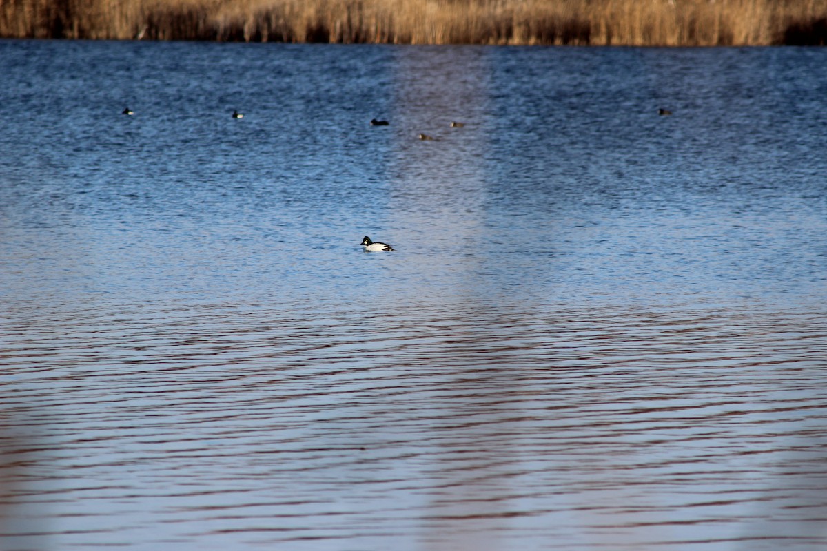 Common Goldeneye - ML647367368