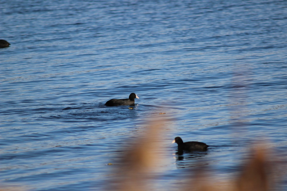Eurasian Coot - ML647367384