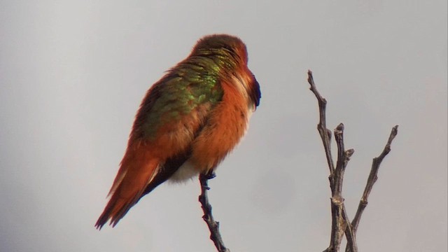 Allen's Hummingbird - ML647367400