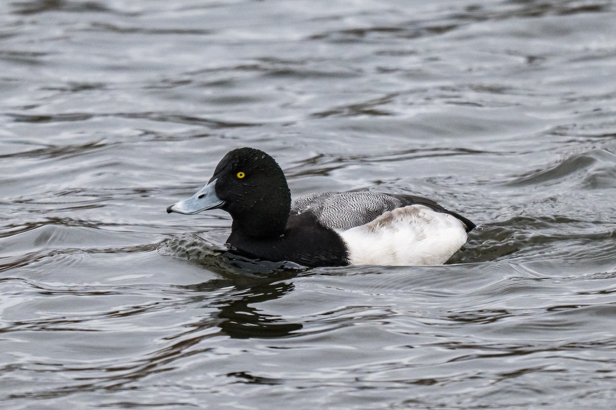 bergand - ML647367405