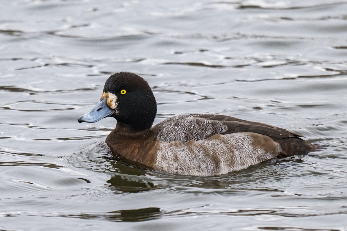 bergand - ML647367406