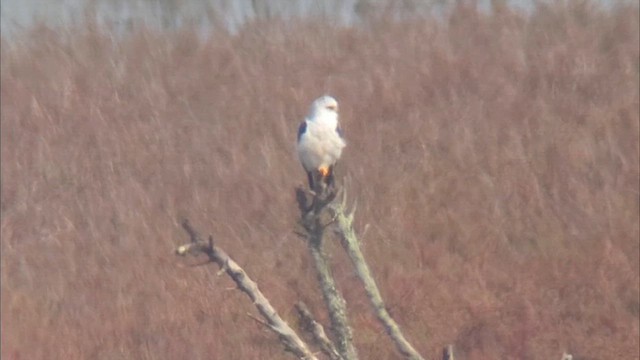 White-tailed Kite - ML647367416