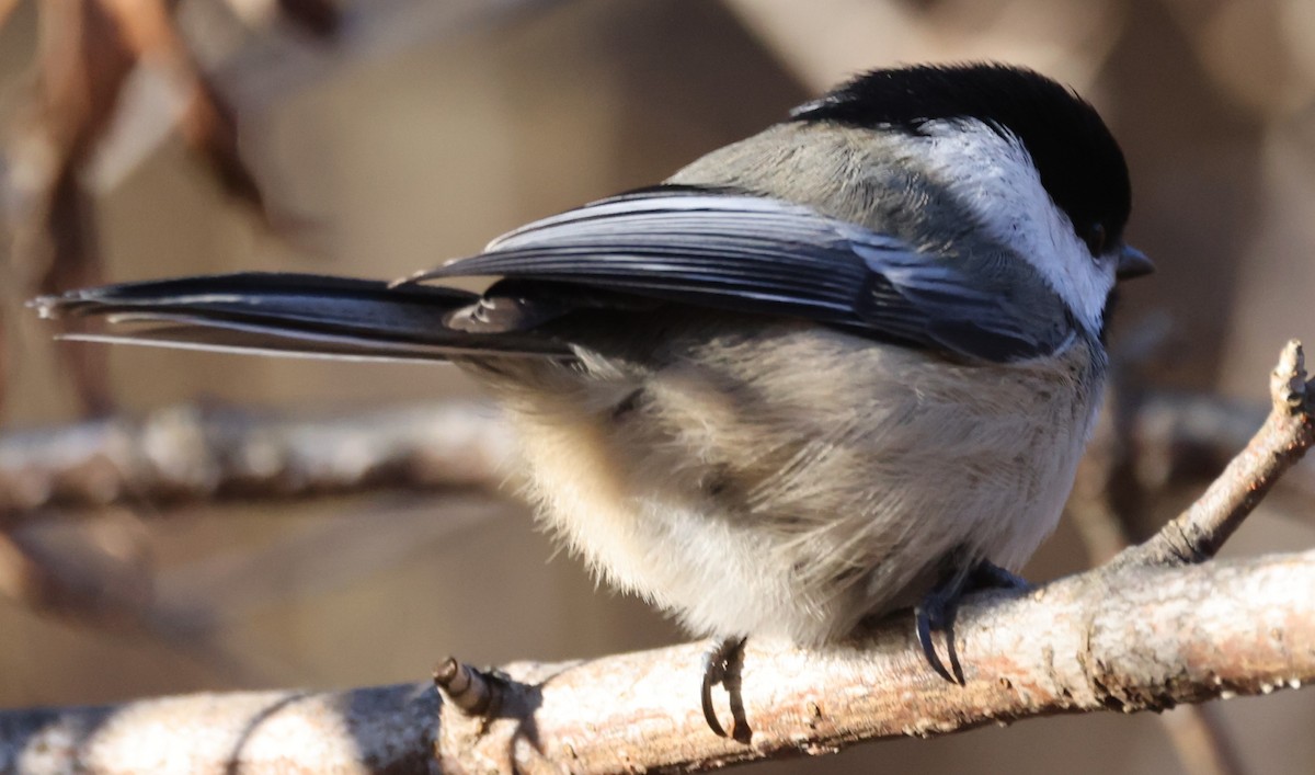 Amerika Baştankarası - ML647367417