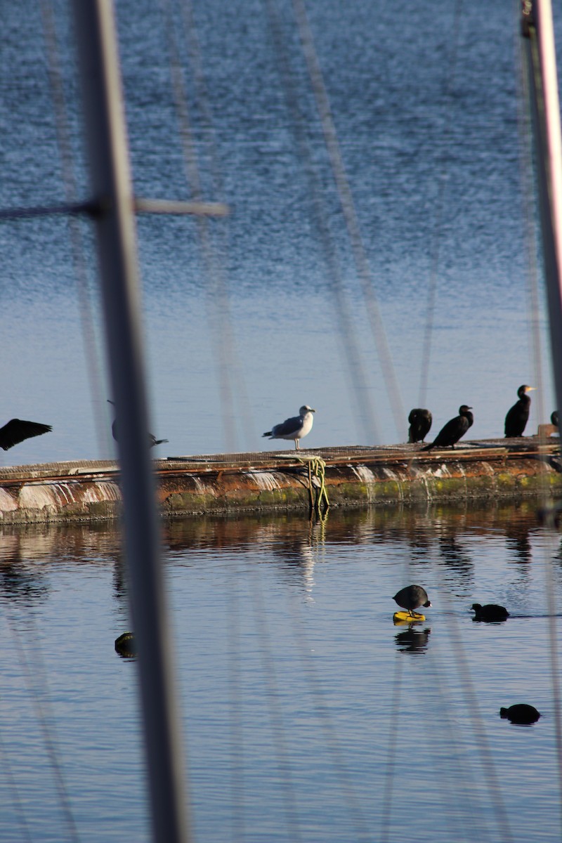 Common Gull - ML647367418