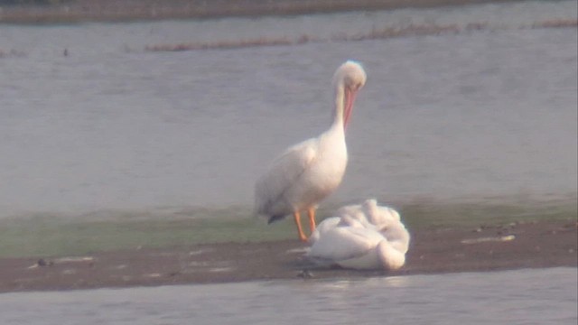 American White Pelican - ML647367420