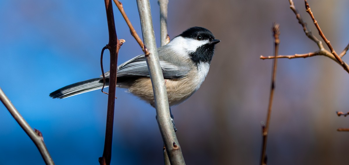 Amerika Baştankarası - ML647367425