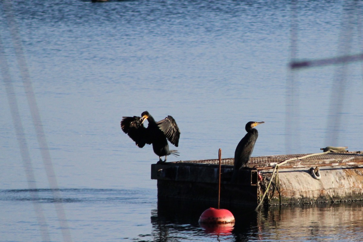 Great Cormorant - ML647367434