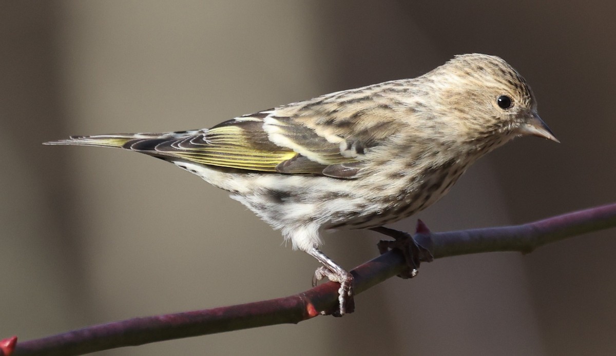 Pine Siskin - ML647367457