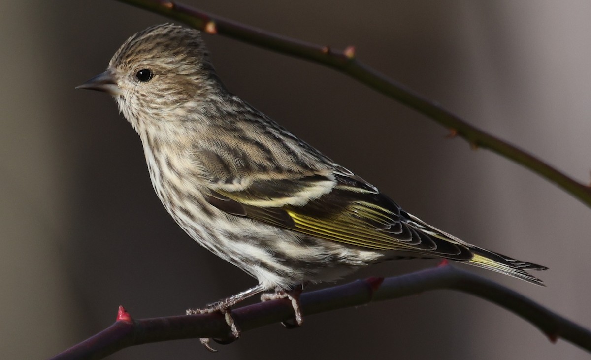 Pine Siskin - ML647367458