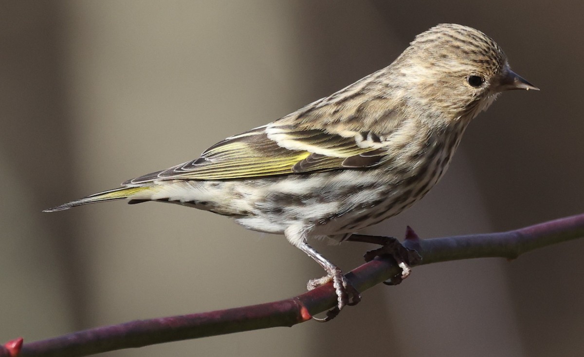 Pine Siskin - ML647367459