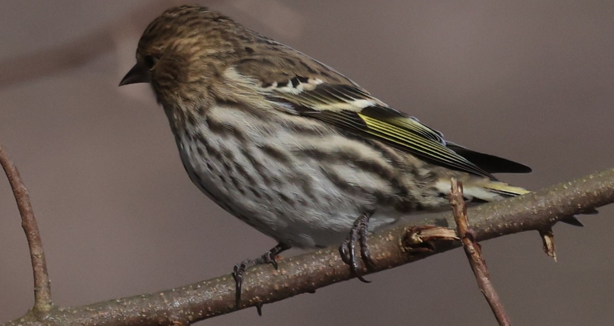 Pine Siskin - ML647367460