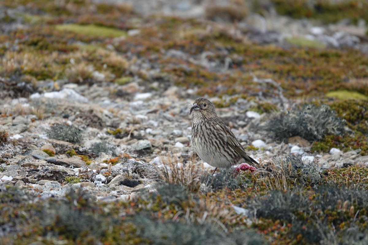 Yellow-bridled Finch - ML647367462