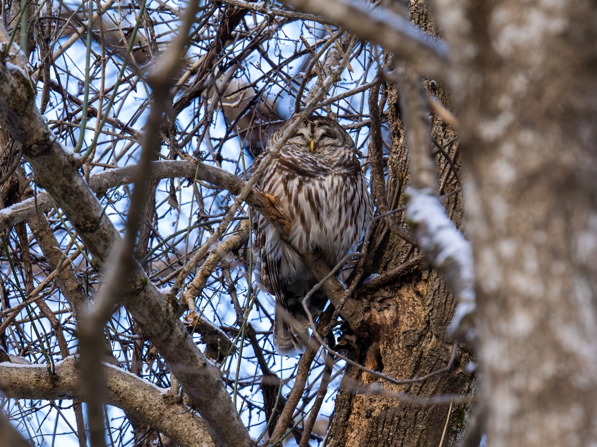 Barred Owl - ML647367470