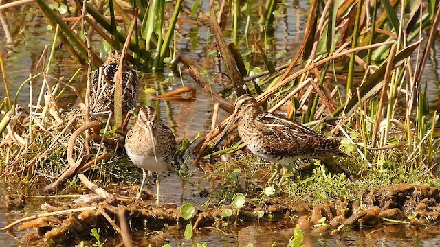 Wilson's Snipe - ML647367477