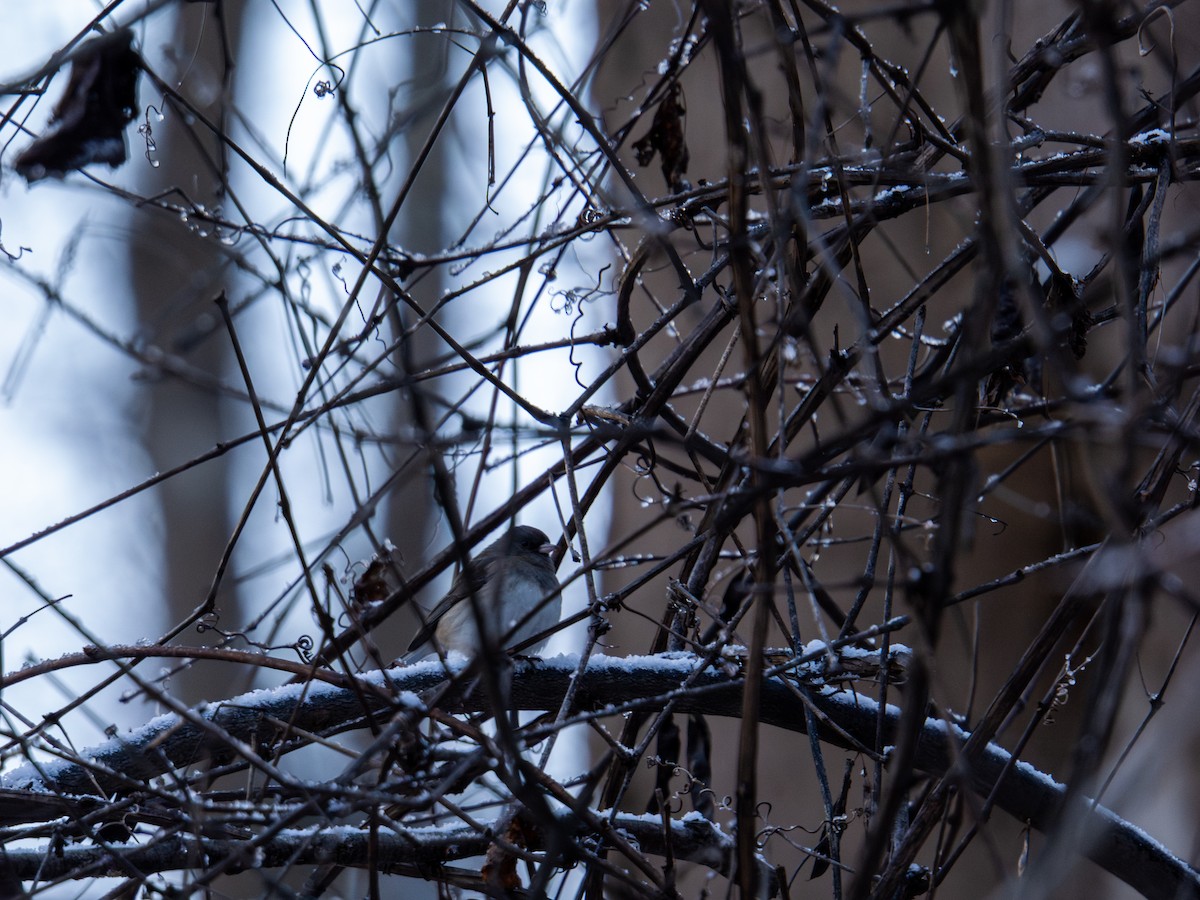 Dark-eyed Junco - ML647367480