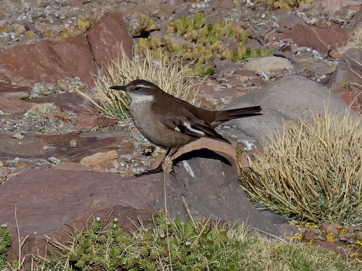 White-winged Cinclodes - ML647367488