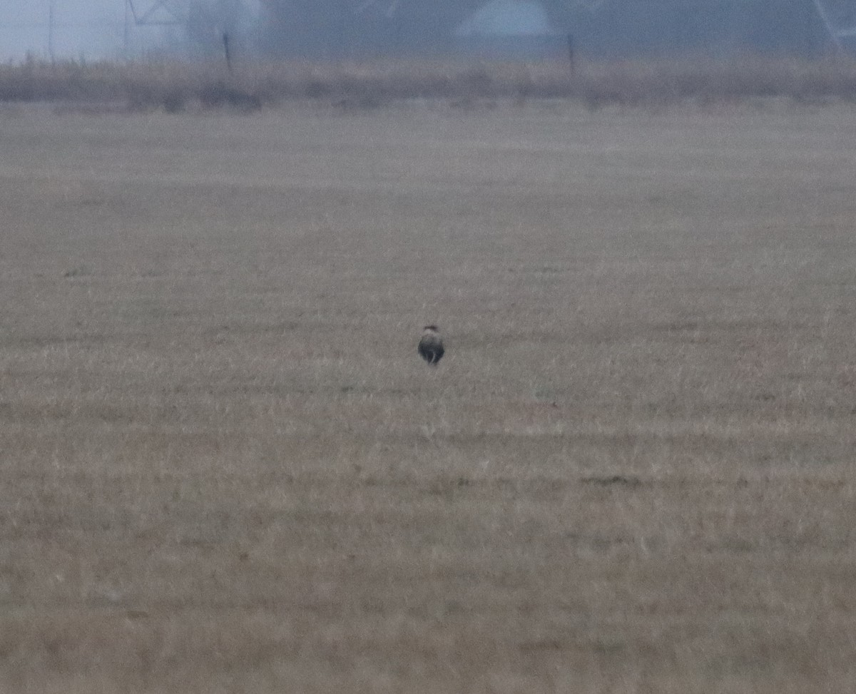 Crested Caracara (Northern) - ML647367500