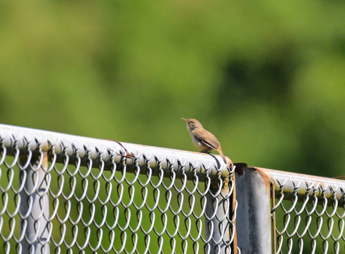 Southern House Wren - ML647367501