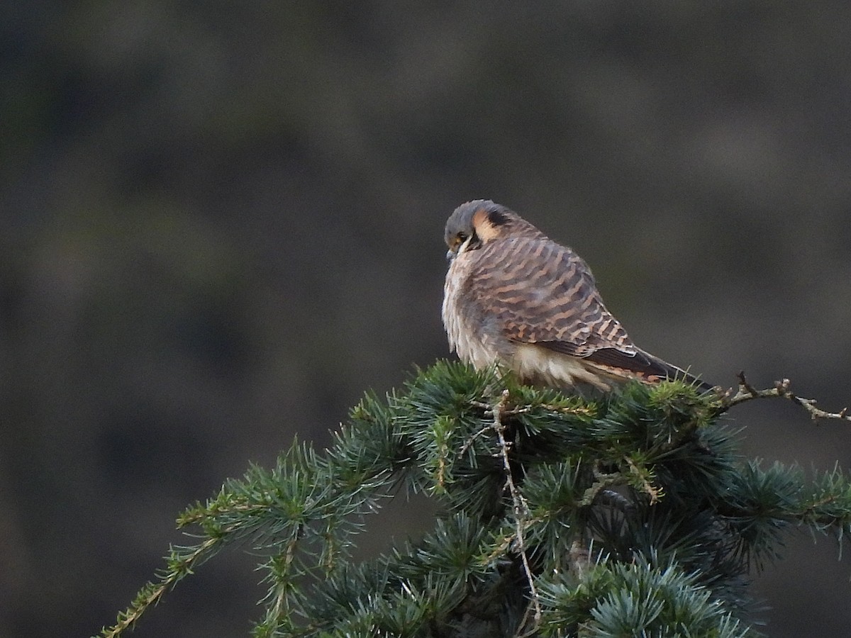 Belatz amerikarra - ML647367502