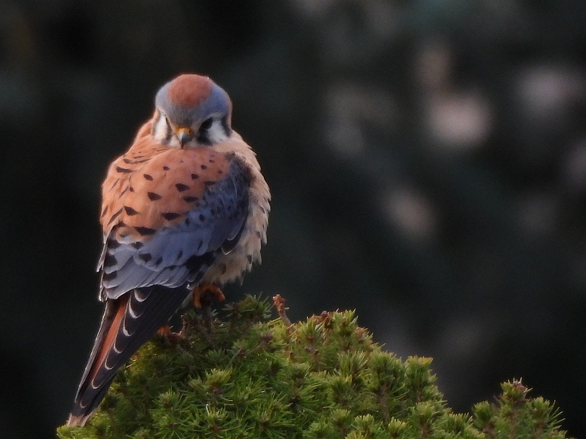 Belatz amerikarra - ML647367503