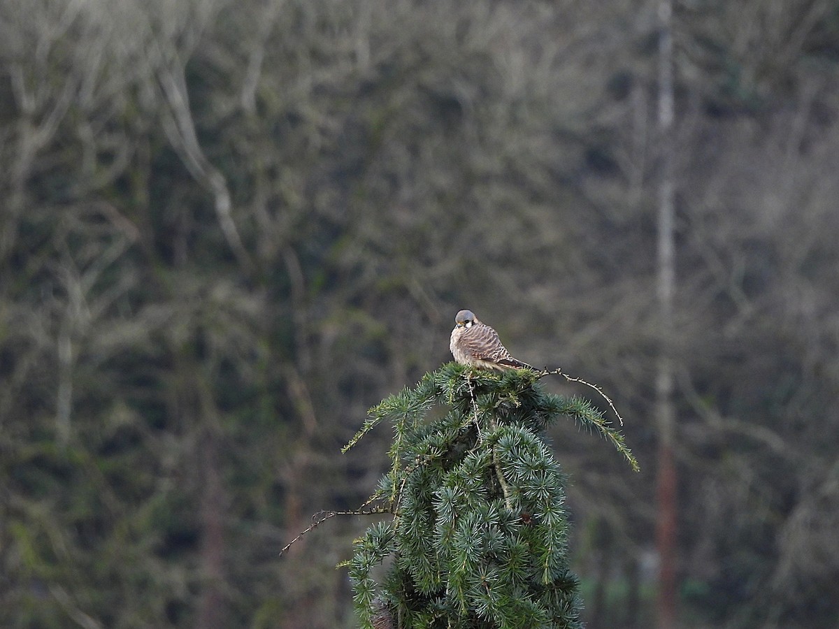 Belatz amerikarra - ML647367504