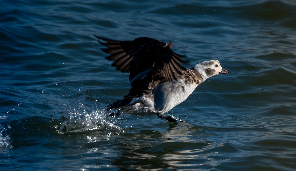 Izotz-ahatea - ML647367505