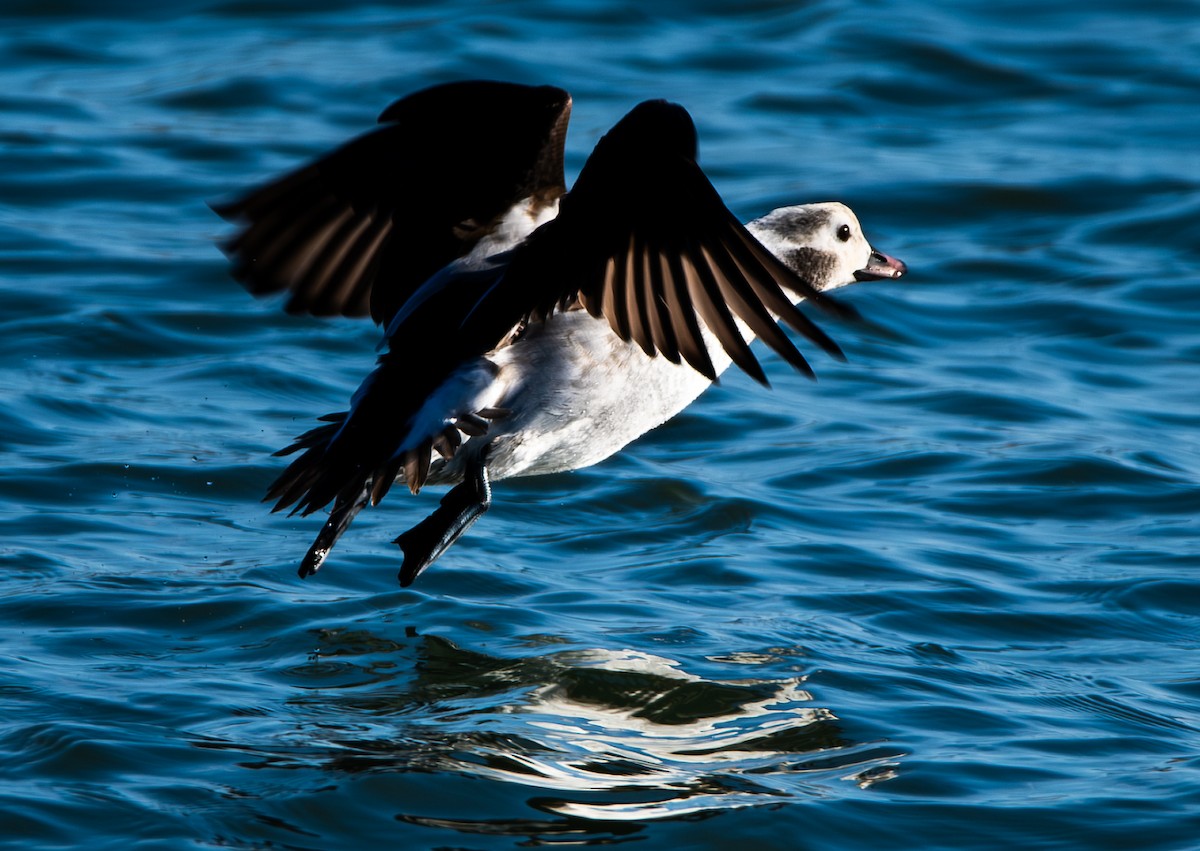 Izotz-ahatea - ML647367506