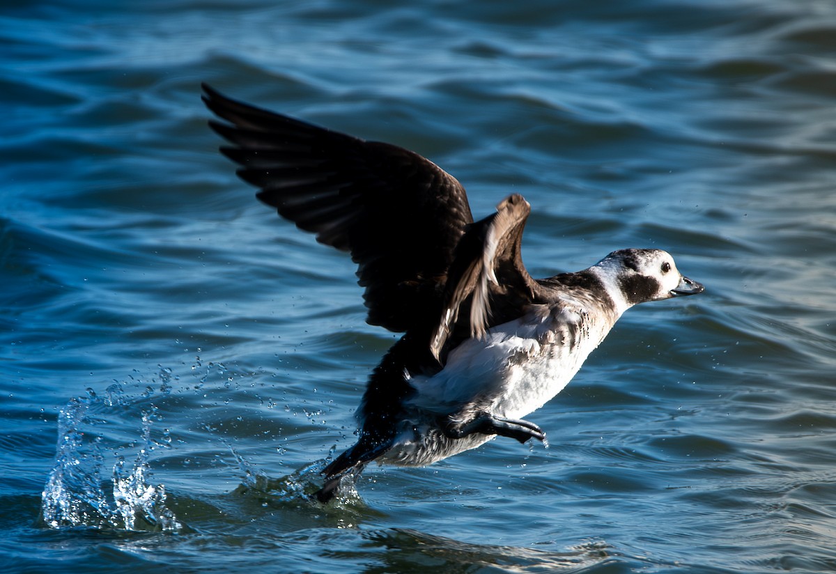 Izotz-ahatea - ML647367507