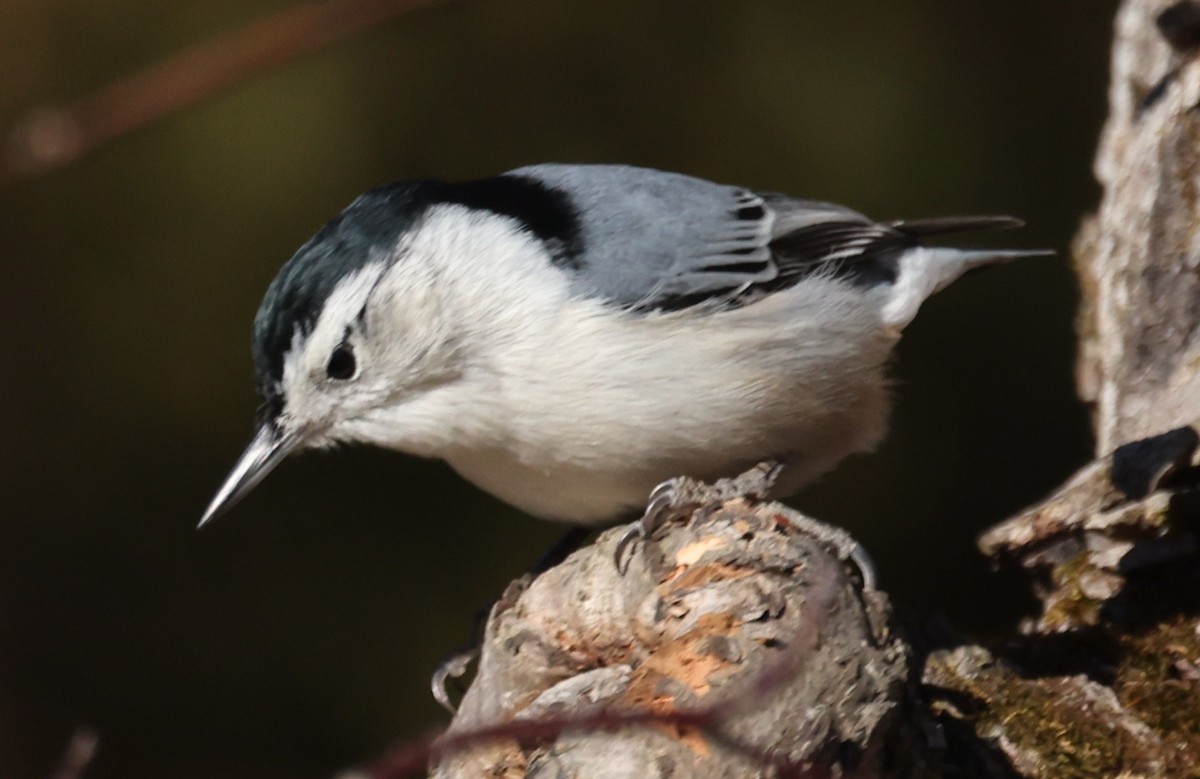 White-breasted Nuthatch (Eastern) - ML647367508