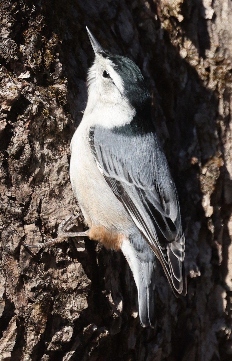 White-breasted Nuthatch (Eastern) - ML647367509
