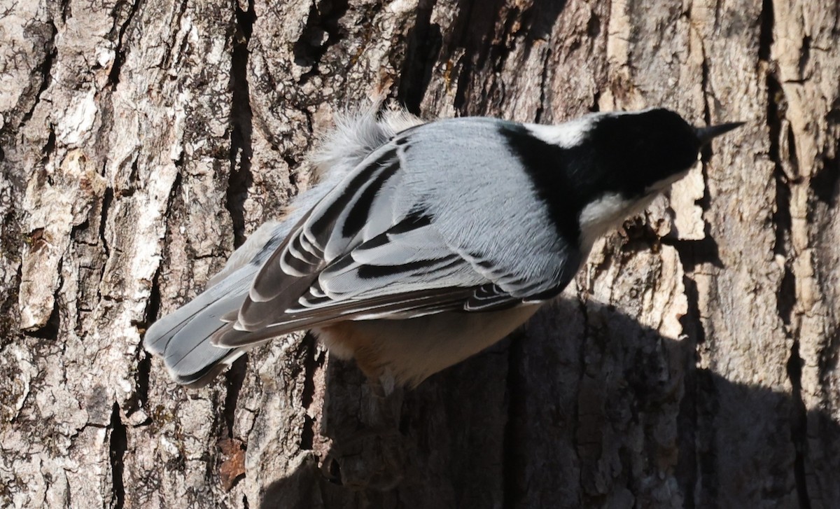White-breasted Nuthatch (Eastern) - ML647367510