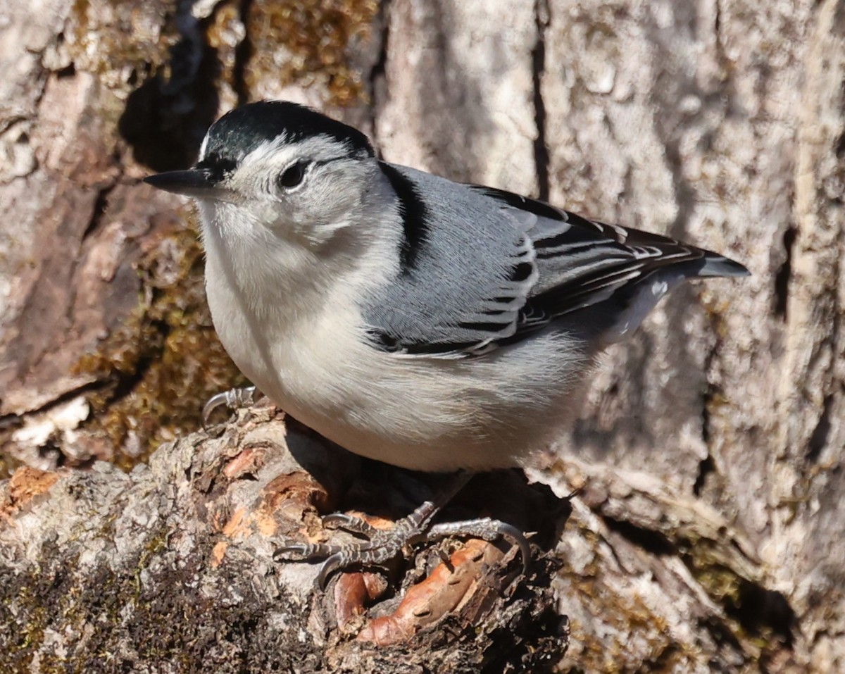 White-breasted Nuthatch (Eastern) - ML647367511
