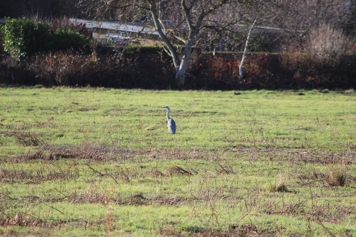 Koartza hauskara - ML647367512