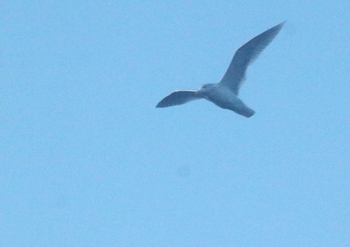 Ipar-kaioa - ML647367513