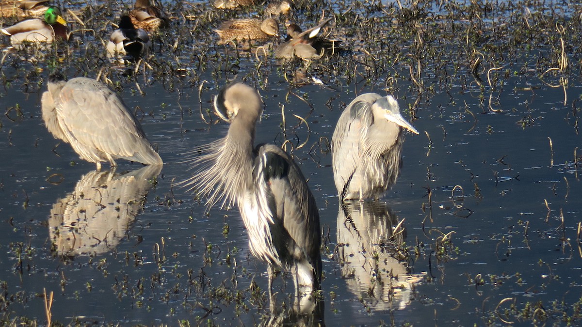 Koartza hauskara amerikarra - ML647367514