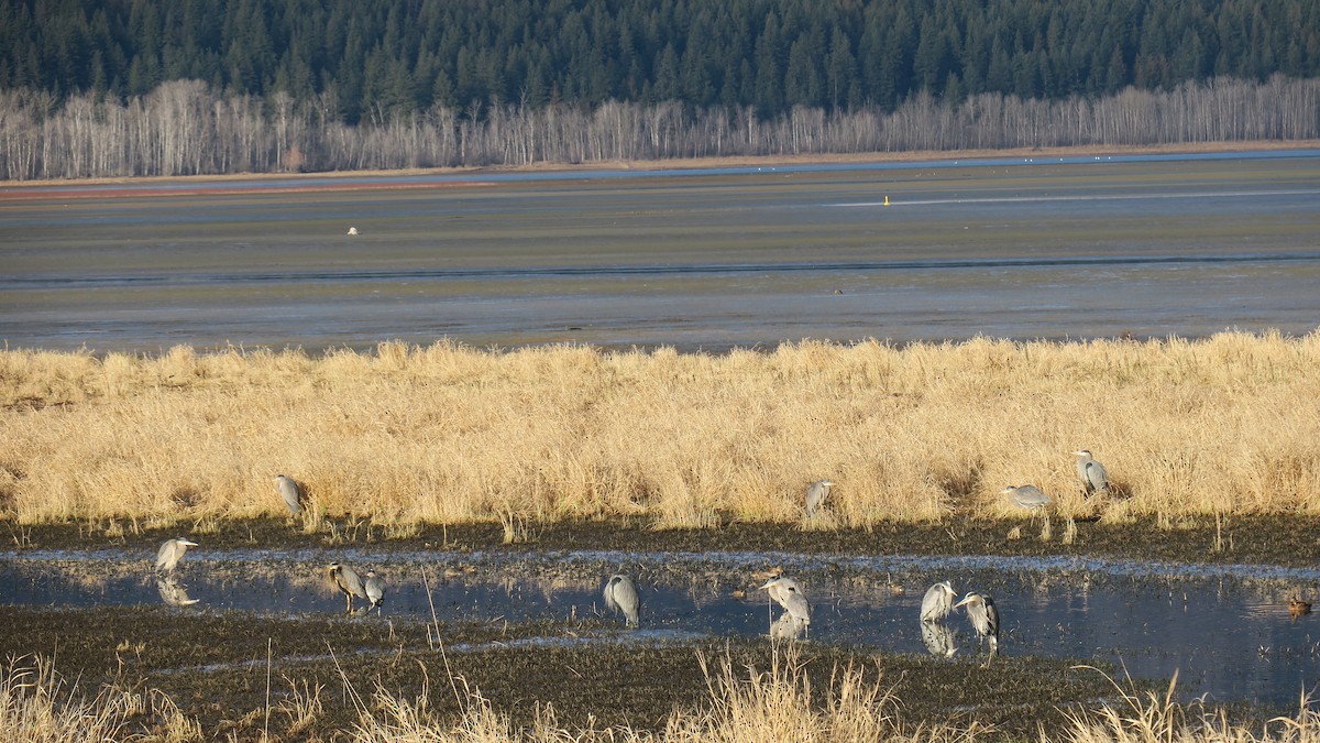 Koartza hauskara amerikarra - ML647367515