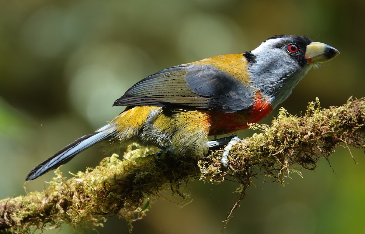 Toucan Barbet - ML647367516