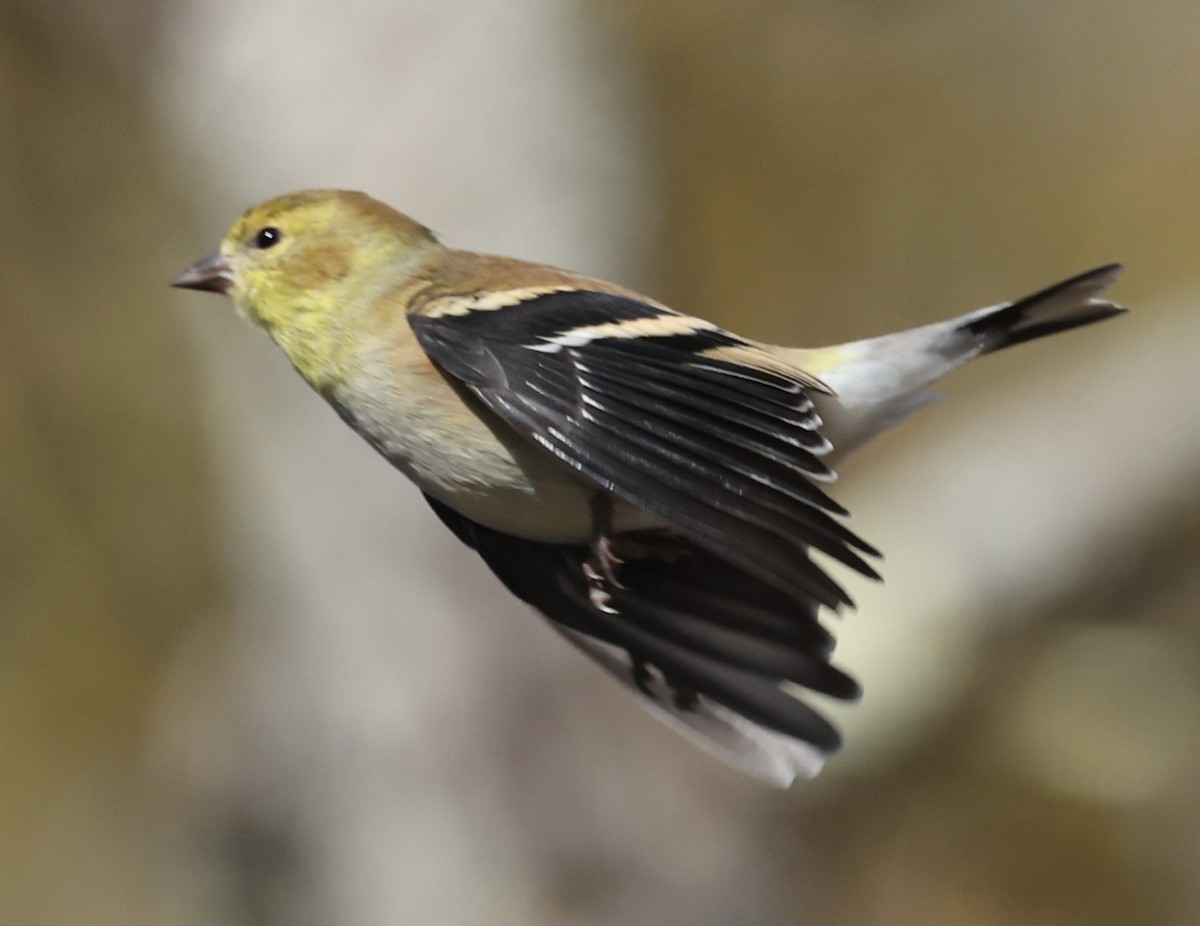 American Goldfinch - ML647367519