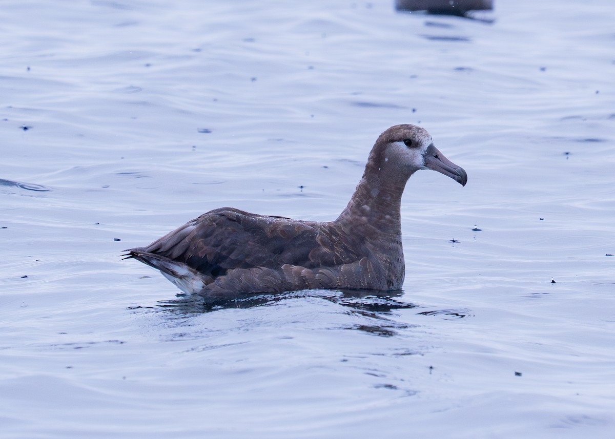 Albatros hankabeltza - ML647367521