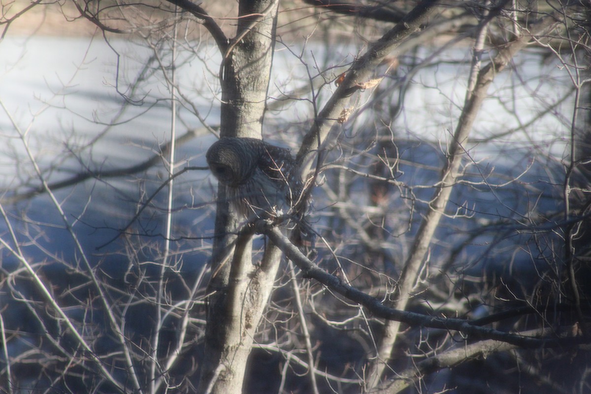 Barred Owl - ML647367522