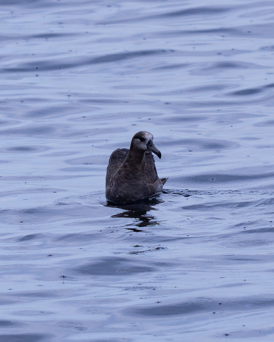 Albatros hankabeltza - ML647367523