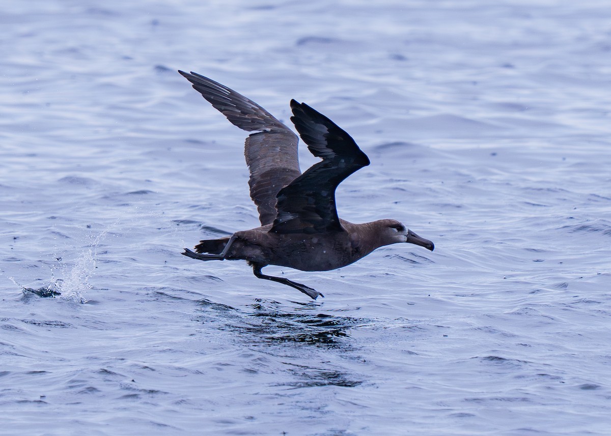 Albatros hankabeltza - ML647367524