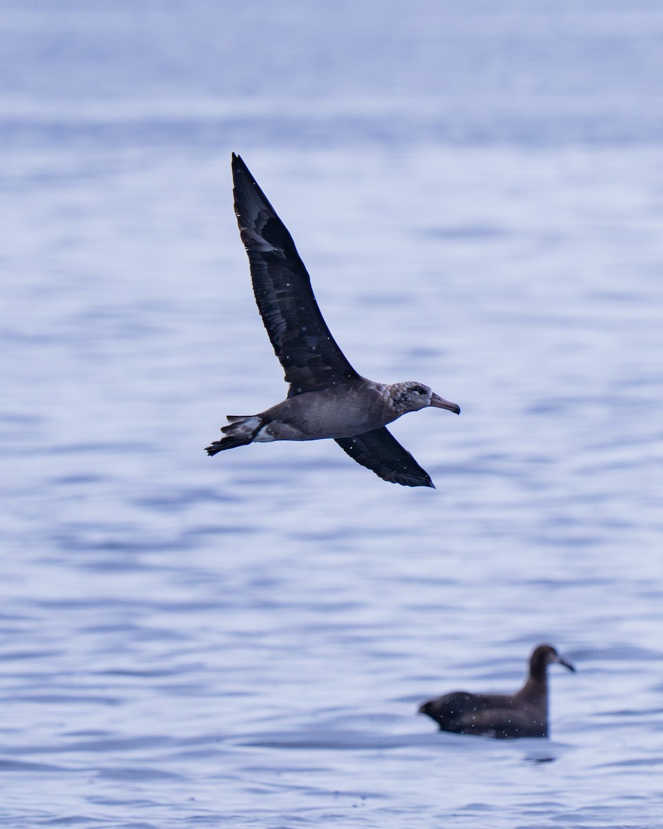 Albatros hankabeltza - ML647367525