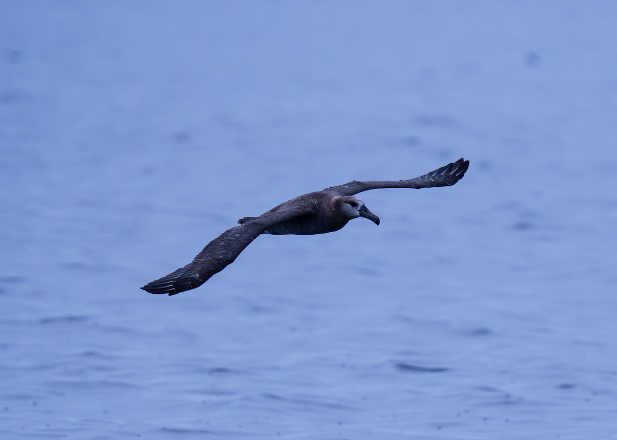 Albatros hankabeltza - ML647367526