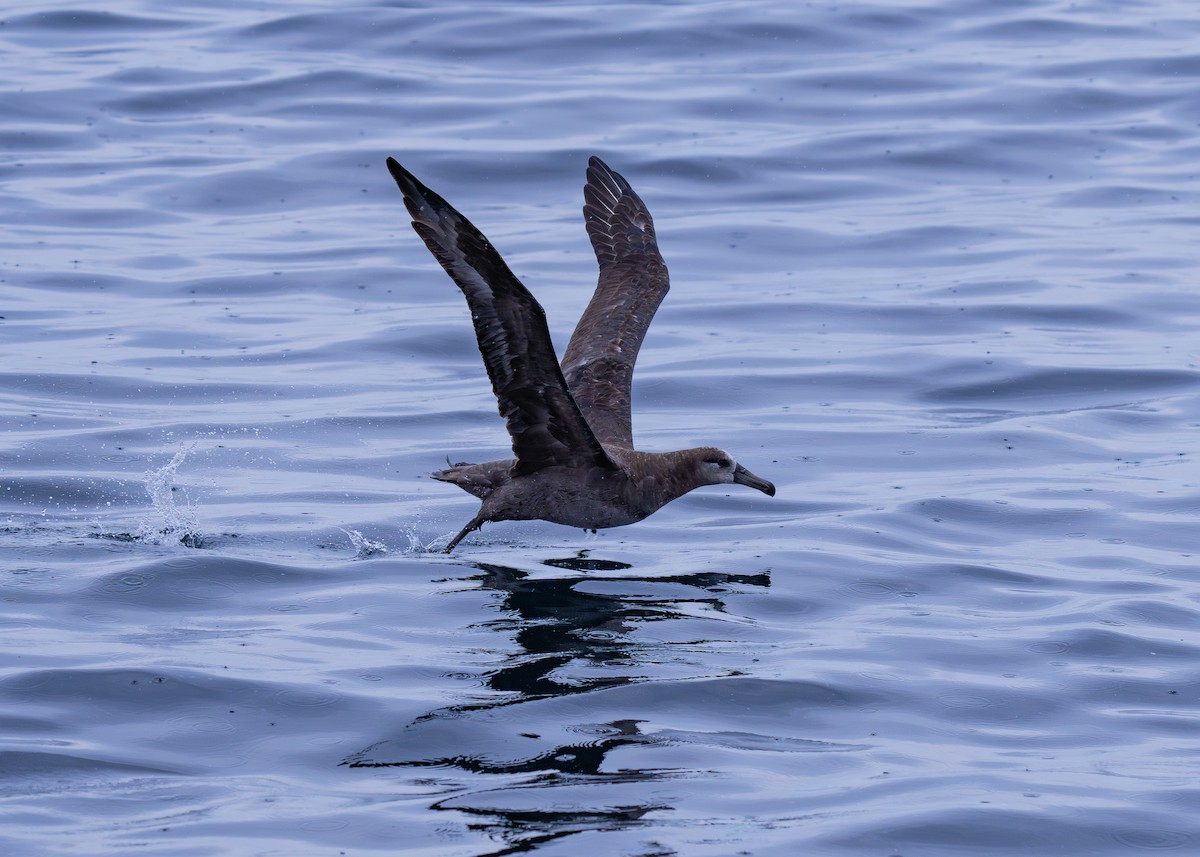 Albatros hankabeltza - ML647367527