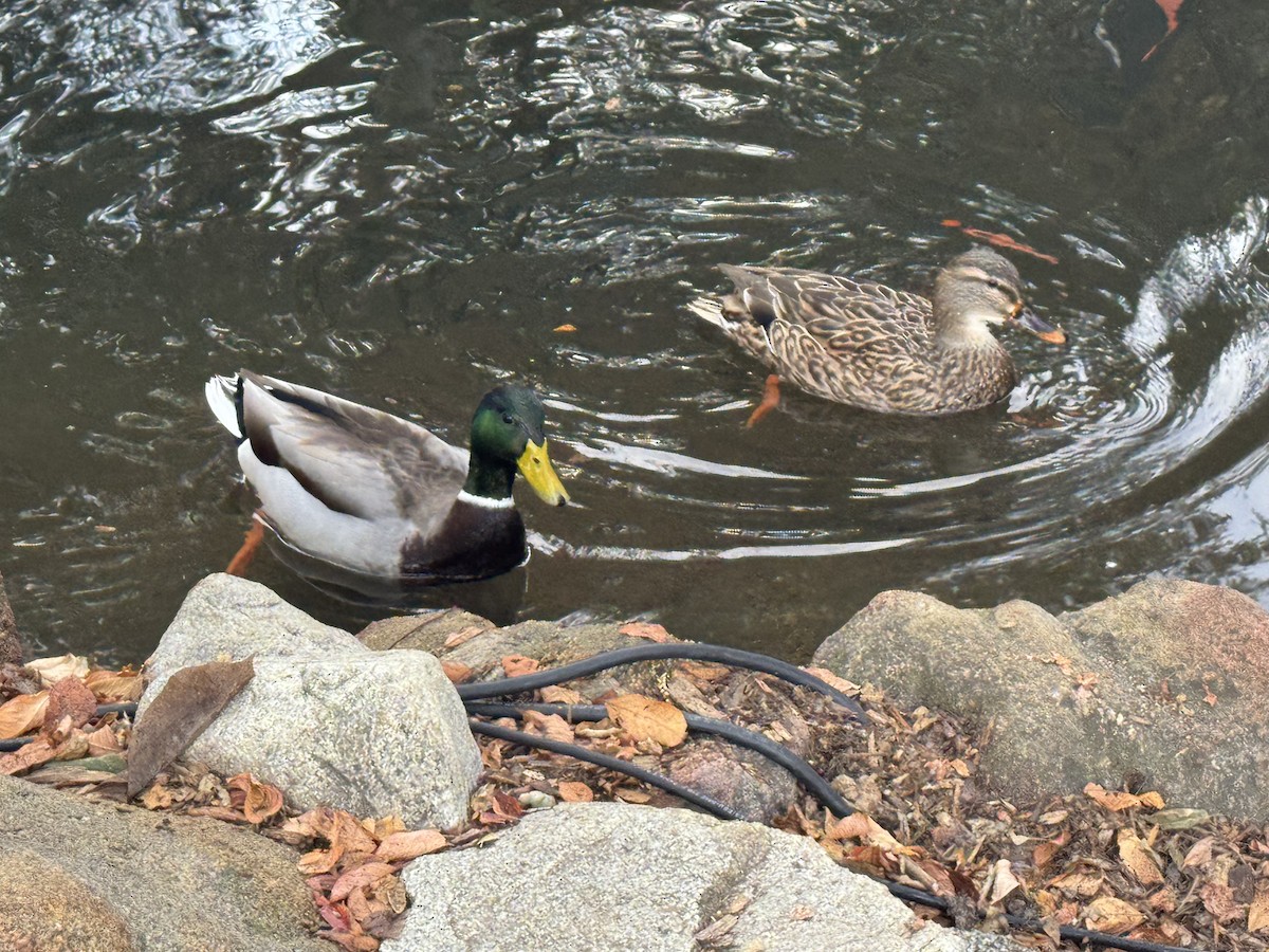 Basahatea - ML647367528