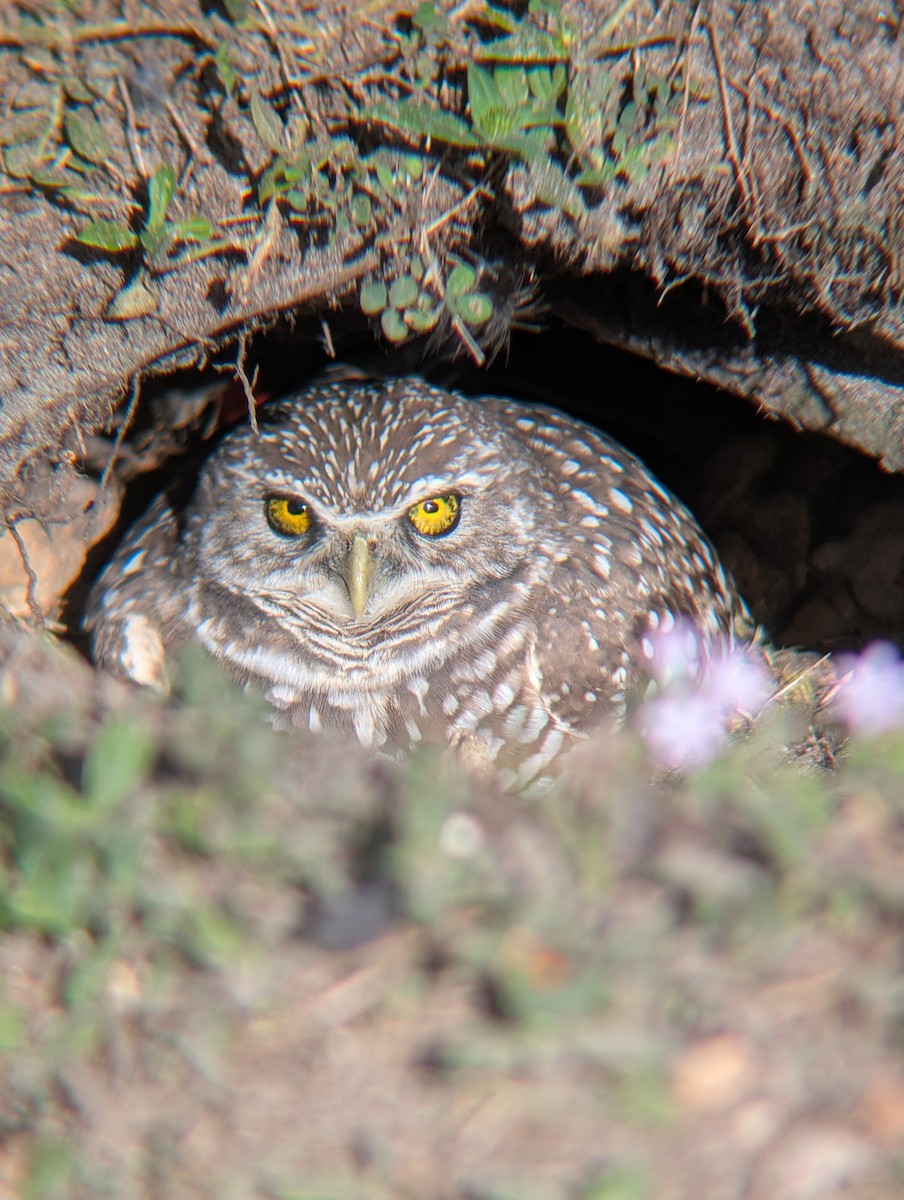 Burrowing Owl (Florida) - ML647367529