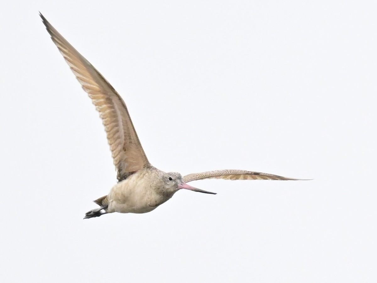 Kuliska kanelakara - ML647367530