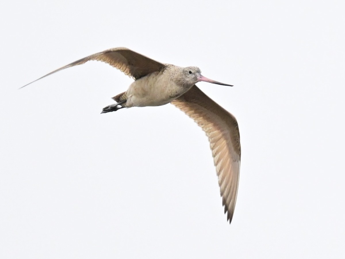 Kuliska kanelakara - ML647367531